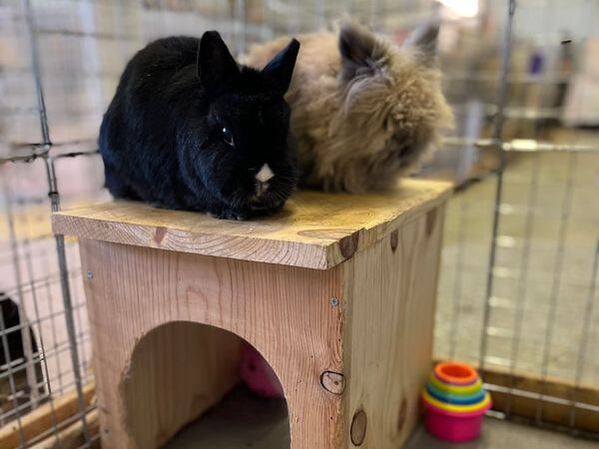 Two more rescued rabbit alums from Midwest Rabbit Rescue