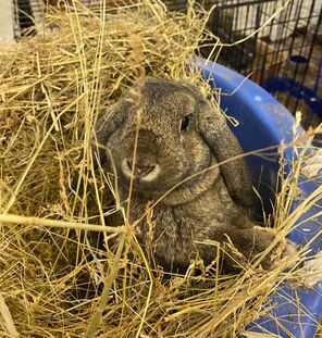 Gray Lop Eared Pet Rabbit Eating Timothy Hay