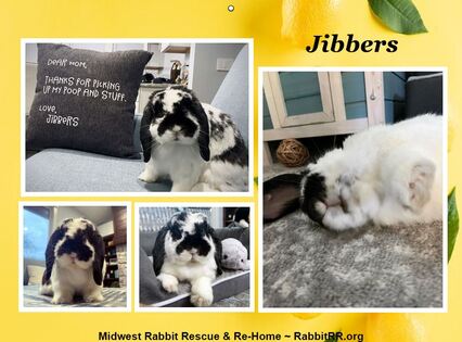 Midwest Rabbit Rescue Alumni Calendar