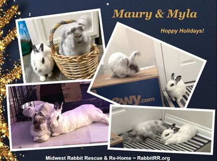 Midwest Rabbit Rescue Alumni Calendar