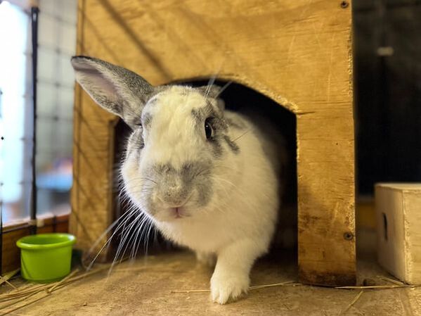 Sweet friendly Alessandra, a gray and white domestic pet rabbit rescued by us