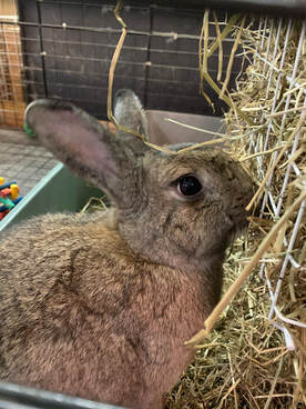 Domestic pet rabbit eating unlimited amounts of timothy hay