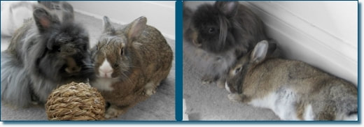 Adopted bonded pet rabbit couple at home