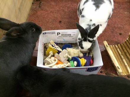 Pet rabbit toys safe all natural wood chews