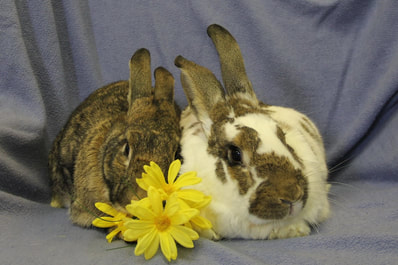 Indoor pet bunnies thrive in bonded pairs
