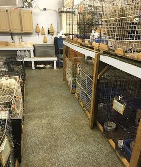 The rabbit rescue shelter looking clean and spiffy