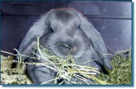 Gray Lop Eared Pet Rabbit Eating Timothy Hay